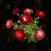 LED Solar Rose Orchid Flower Light Outdoor Garden Waterproof Simulation Lawn Lamp Wedding Party Christmas Decor Landscape Light